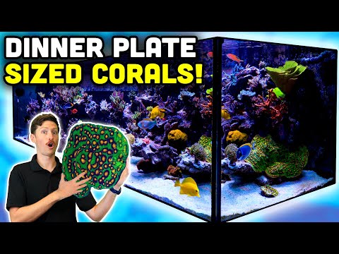 BEAUTIFUL 325 Gallon Reef Tank Tour! Amazing Fish & Corals!