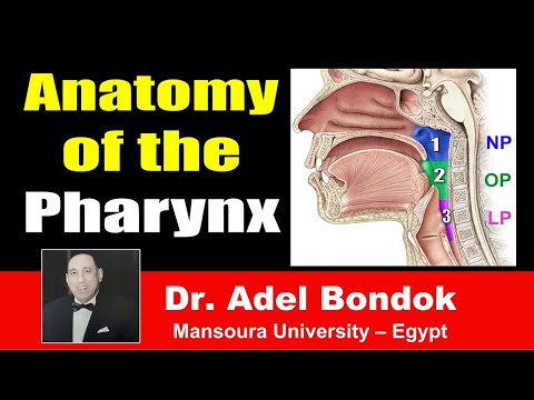 Anatomy of the Pharynx, Dr Adel Bondok