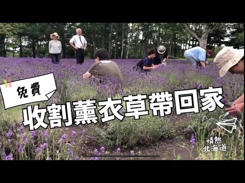 札幌羊之丘免費薰衣草收割體驗