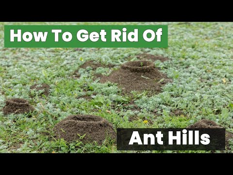 How To Get Rid Of Ant Hills Easily - The Ultimate Hack You Need to Try