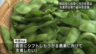 もうすぐ出荷「くろさき茶豆」もうかる農業へ･先進農家を中原市長が視察 　スーパーJにいがた6月30日OA