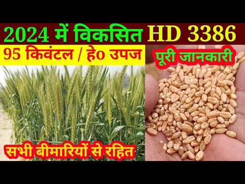 गेहूं की टॉप 3386 वैरायटी 2024 में/ गेहूं वैज्ञानिक से जानिए // gehu ki kheti // gehu ki top variety