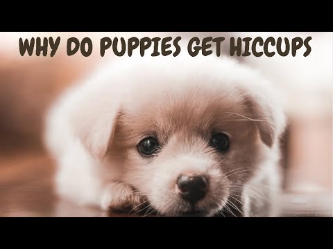 Why Do Puppies Get Hiccups