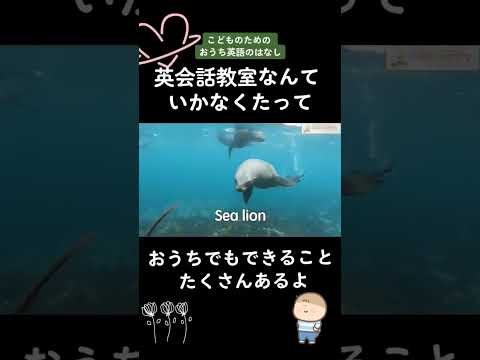 幼児期はゴールデンエイジ！フラッシュカードでおうち英語をはじめよう#フラッシュカード #おうち英語 #うみのいきもの #shorts