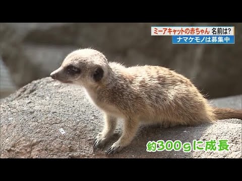 のいち動物公園、三つ子のミーアキャット　「パイ」「ナツ」「ポー」に名前決定【高知県香南市 】 (25/03/04 17:15)