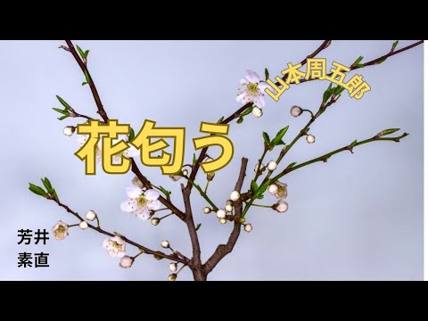 【人情時代劇】【朗読】  花匂う  山本周五郎作　朗読　芳井素直