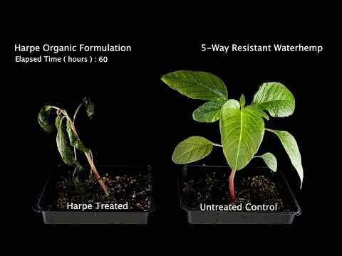 Harpe takes on herbicide resistant Waterhemp