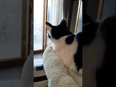 轟音と共に流れ落ちてくる落雪に避難する猫#shorts