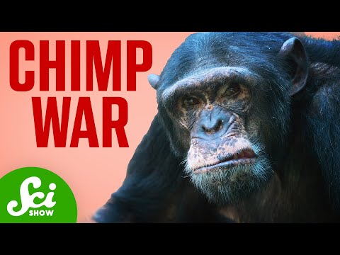 The Chimp War that Shocked The World