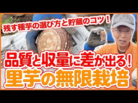 家庭菜園や農園で里芋の無限栽培！品質と収量に差が出る！残す種芋の選び方と貯蔵のコツを徹底解説！【農園ライフ】