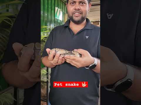 pet friendly snake at birds of paradise #ballpython #snakes