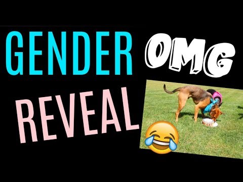 OUR GENDER REVEAL - OUR DOGS DO THE REVEAL SO FUN!!!!!