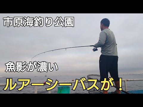 【市原海釣り9月】ルアーでシーバスが4回も!!