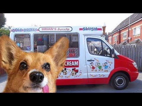 Dogs Happy to See Ice Cream Truck Compilation