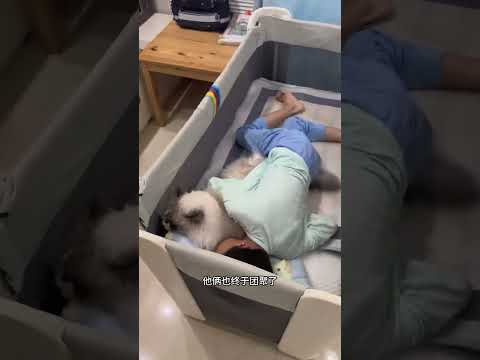 猫咪不让亲妈抱走自己孩子，是什么心理… #人类幼崽 #猫和孩子 #萌娃和萌宠