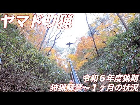 令和6年度猟期 ヤマドリ猟 狩猟解禁〜１ヶ月の状況 Copper Pheasant Hunting