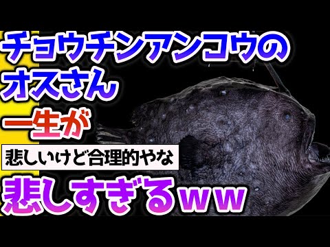 【2ch動物スレ】チョウチンアンコウのオス、人生が悲しすぎる【なんj】 #生き物 #2ch