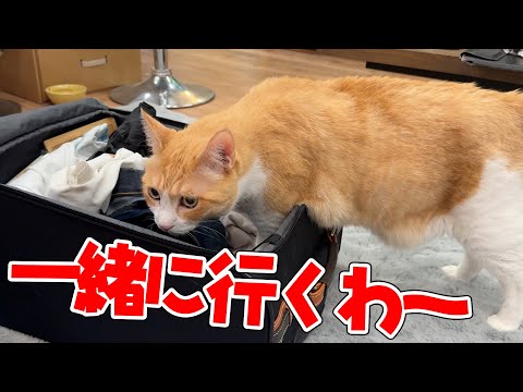 飼い主と一緒に旅行に行きたいロビンなのであった