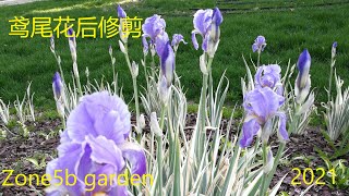 鸢尾花后修剪 iris maintenance after blooming