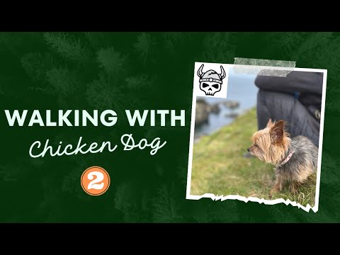 Puffins at the Castle O’ Burrian, Westray, Orkney: Walking With Chicken Dog Episode 2