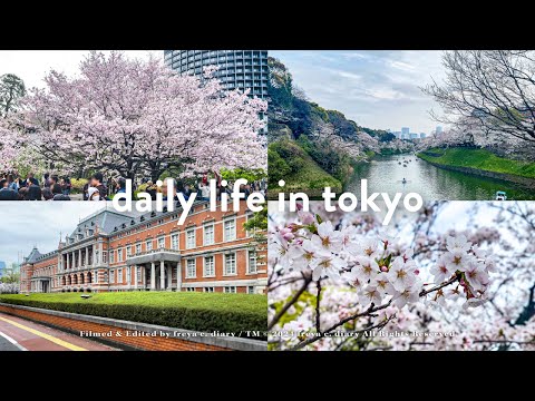 Tokyo Cherry Blossoms in Full Bloom🌸 Walking Tour to Chidorigafuchi Moat! Tsujimoto Coffee Haul☕