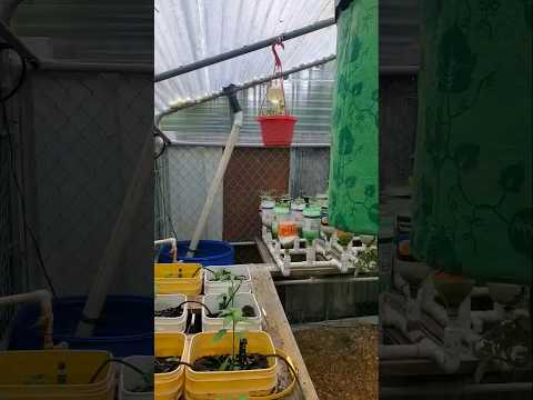 The Dog Kennel Greenhouse:  An Introduction