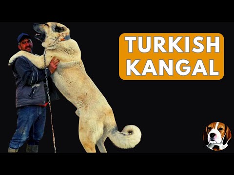 Turkish Kangal: Beast Mode Enabled!