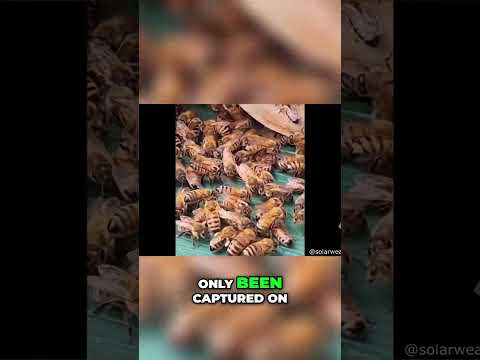 Rare Footage: Bee Directing Colony Relocation