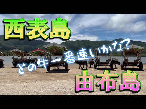 【西表島　由布島　竹富島】牛車恐るべし。驚愕のスピードで猛追！決着は如何に？＜EP04　離島3島めぐり編＞