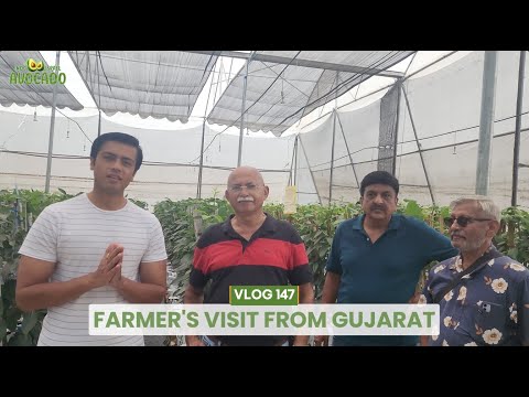 Avocado farming in Gujarat | 6268643227  | Indo Israel Avocado | Vlog 147