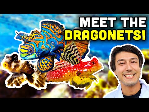 Talking Fish: A Deeper Dive into Mandarin Gobies, Scooter Blennies, and Dragonets!