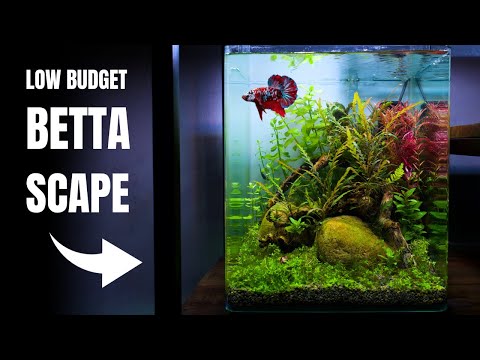 CAN I BUILD A NANO AQUASCAPE FOR 100 EUROS? Low Budget Betta Aquarium