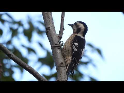 小啄木 Pigmy Woodpecker (Dendrocopos canicapillus)