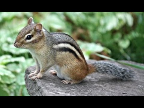 Frugal Vacation Travel Log Episode 2 ~ Maine's Cutest Wildlife