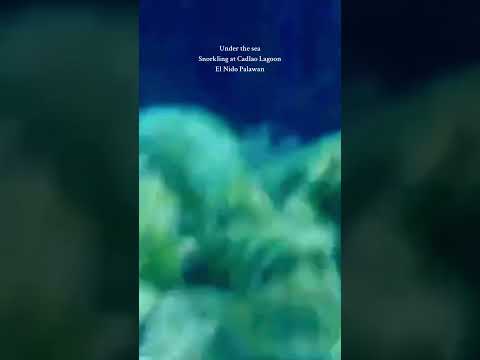 Under the sea Snorkiling at Cadlao Lagoon in El Nido Palawan #trending #travel #fyp #viralvideo