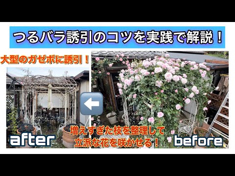 【つるバラ誘引のコツ】大型のガゼボに4本のつるバラを誘引！不要な枝を整理して立派な花を咲かせます🌹