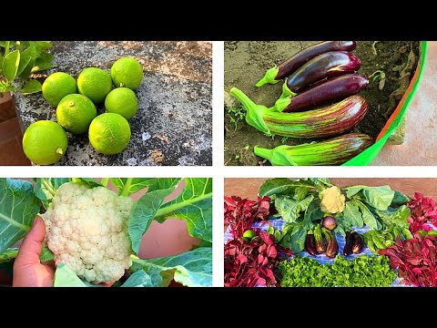 Massive Harvesting Of Organic Vegetables/Terrace Garden Harvesting /Harvesting Organic Vegetables