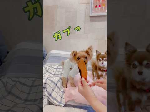 うまウマだぜっ🐶💕🐶