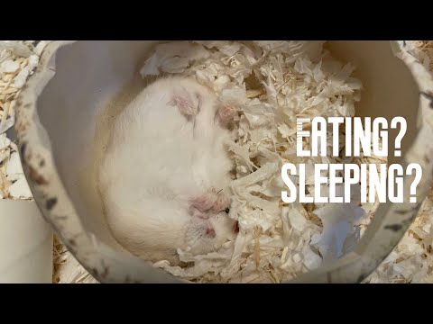 Eating while sleeping #hamsters