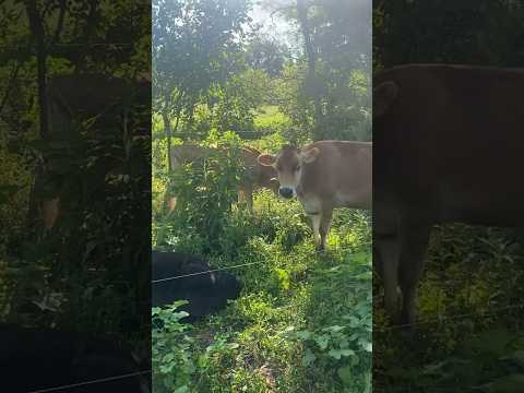 Cows & Pigs Living In Harmony