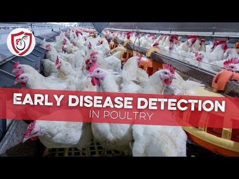 7 Things to Monitor for Early Disease Detection in Poultry