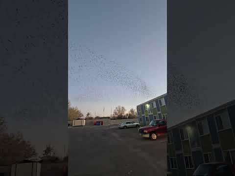 Natural phenomenon #birds #flying  #shortvideo #youtubeshorts #youtube #youtuber #murmuration #wow