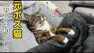 Former stray cat gets stuck in kotatsu