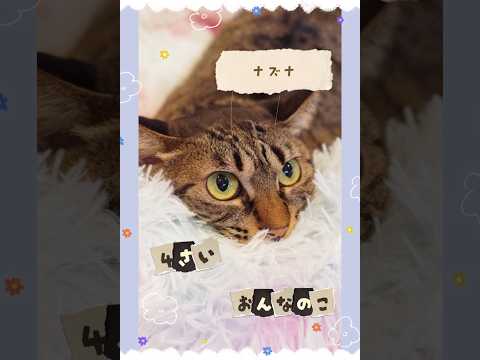 【譲渡動画紹介】ナズナ01 #shorts #cat #川崎市 #猫 #保護猫 #動物保護施設