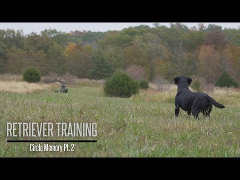 Circle Memory Part 2- Labrador Retriever Training