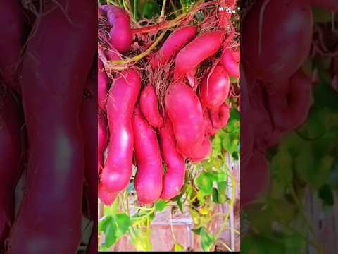 HARVEST OF SWEET RED TAMS #shorts #fruit #manfaatbuah #dragonfruitcultivation