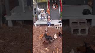 🐔Chickens get a Dinner Serenade!🐔 #chicken #homestead #homesteading #chicken #halloween #pets