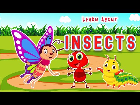 Learn Insects for Kids and Toddlers | English Educational Videos for Kids