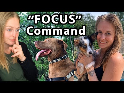 Train Your Dog to FOCUS on you EVERY TIME You Ask // Vlog