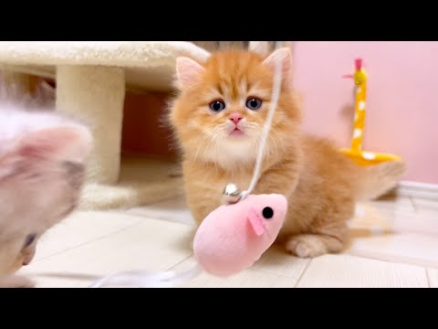 【マンチカンの子猫】子猫にシャー！まで言われる嫌われよう件 ～猫のいる生活Vol.1068～出産動画 マンチカン短足・ミヌエット・ペルシャ猫専門ブリーダー『ペット蔵人』【子猫の成長記録】